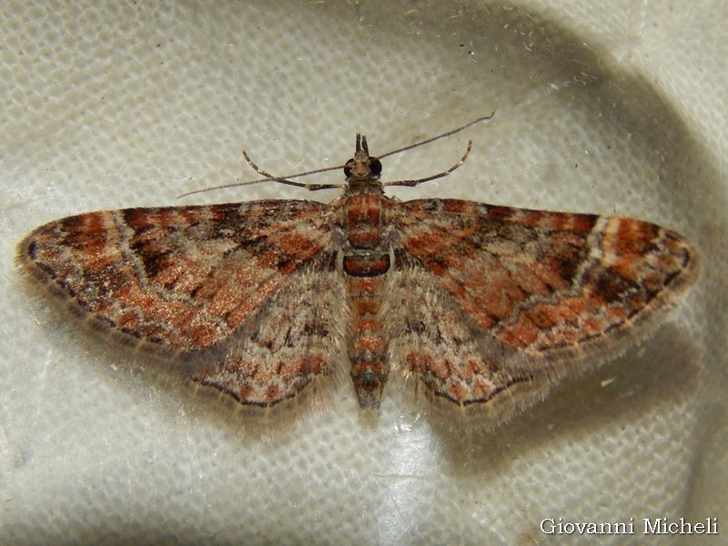 Geometridae:  Gymnoscelis rufifasciata